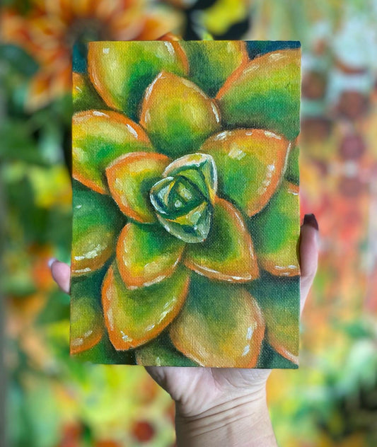 Californian sunset succulent